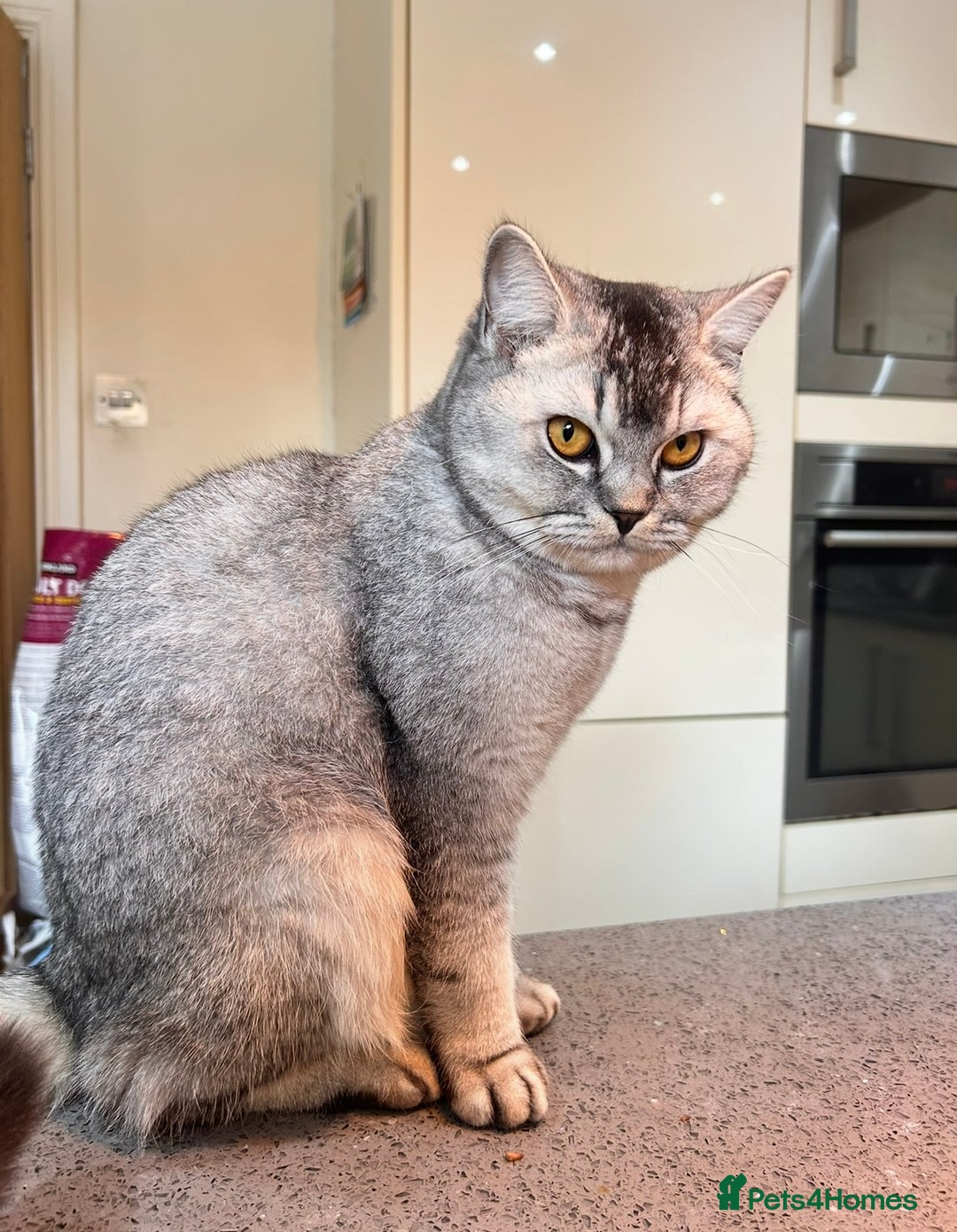 British Shorthair cats for sale: Adorable kittens ready to go 💙🩷 - Image 10