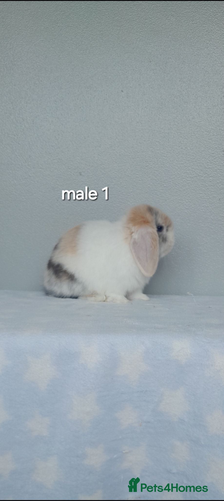 Mini Lop rabbits Purebred mini lop rabbits  - Advert 2