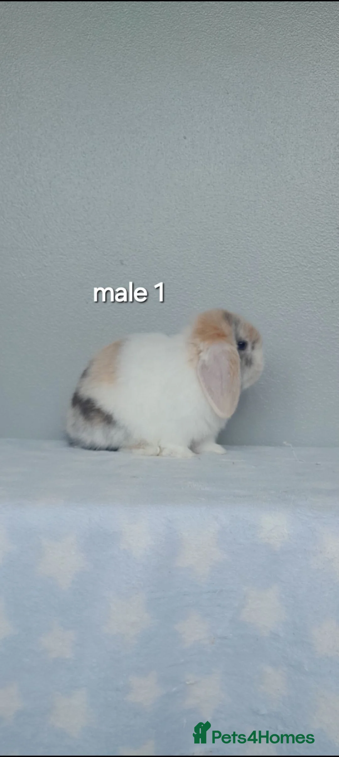 Mini Lop rabbits for sale: Purebred mini lop rabbits  - Advert 2