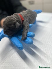 Cane Corso Puppy 2 - Apollo - Male