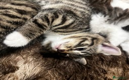 Bengal cats for sale: 2 male and 2 female kittens for sale x  - Image 3
