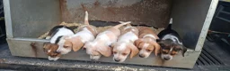 Beagle dogs for sale: 5 Stunning Beagle  puppies  in Brecon - Advert 7