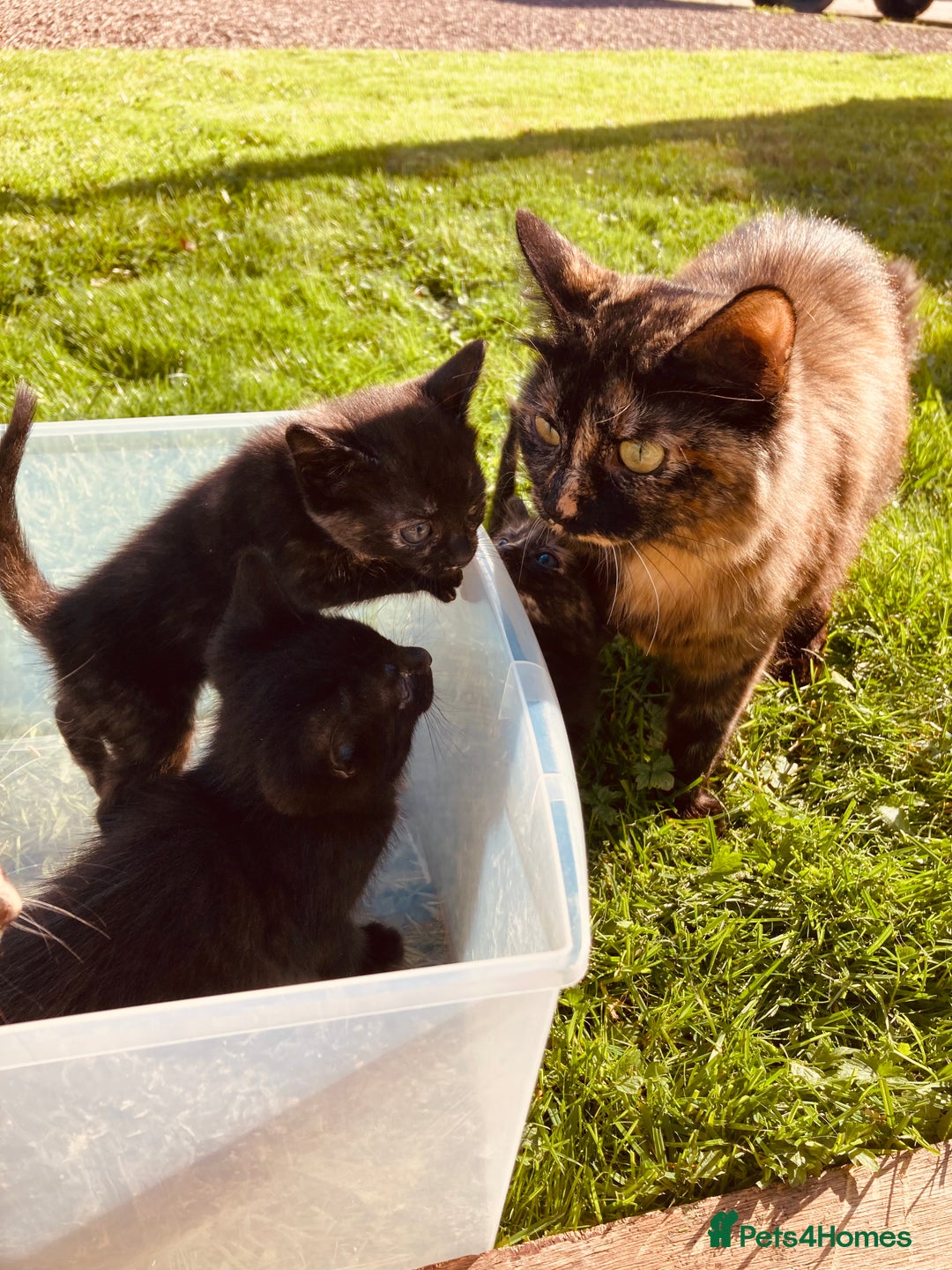 Mixed Breed cats for sale: Semi Longhaired Kittens - Image 5