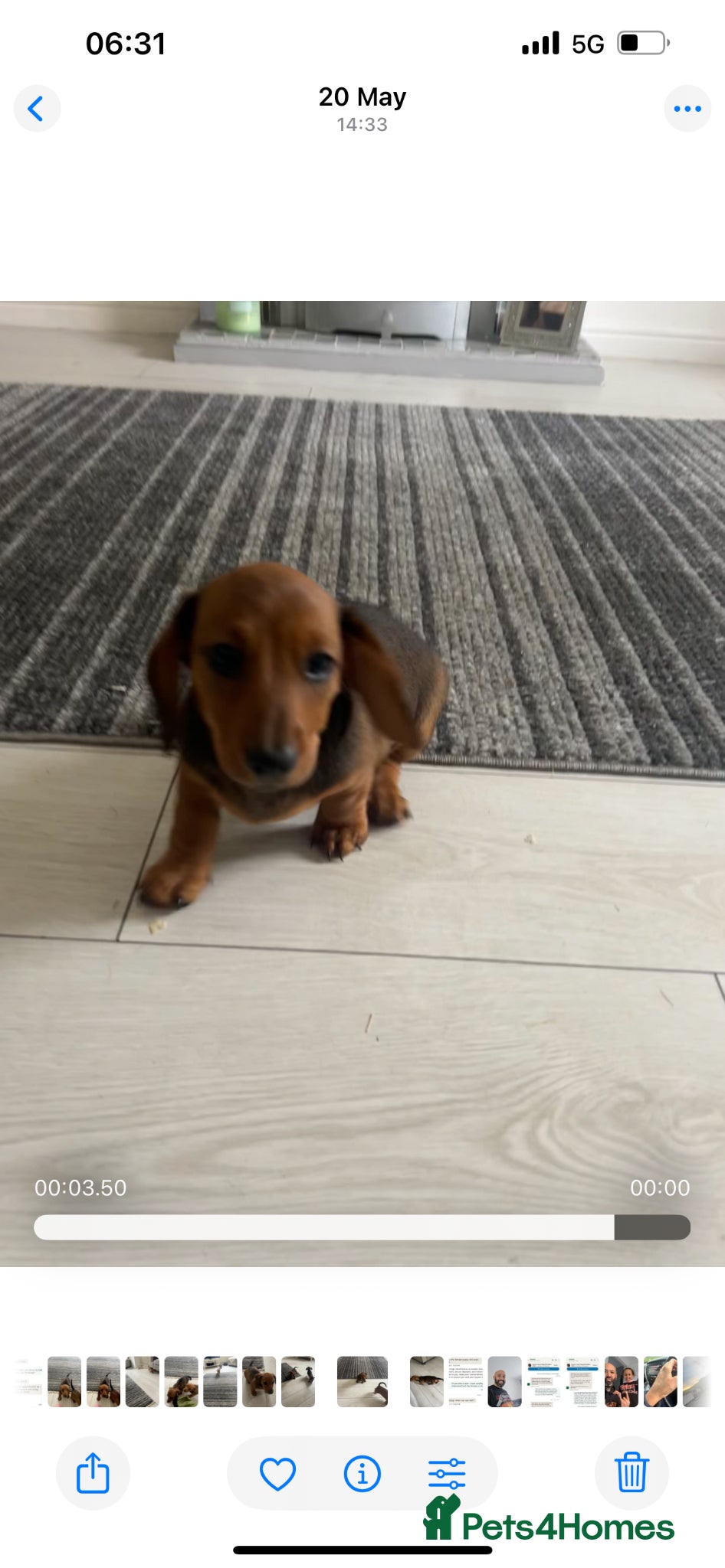 Miniature Dachshund dogs Last stunning male left!!! - Advert 5