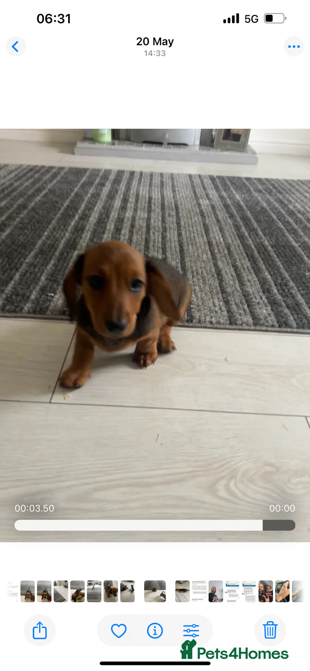 Miniature Dachshund dogs for sale: Male and female left - Advert 1