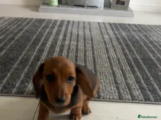 Miniature Dachshund dogs Last stunning male left!!! - Advert 6