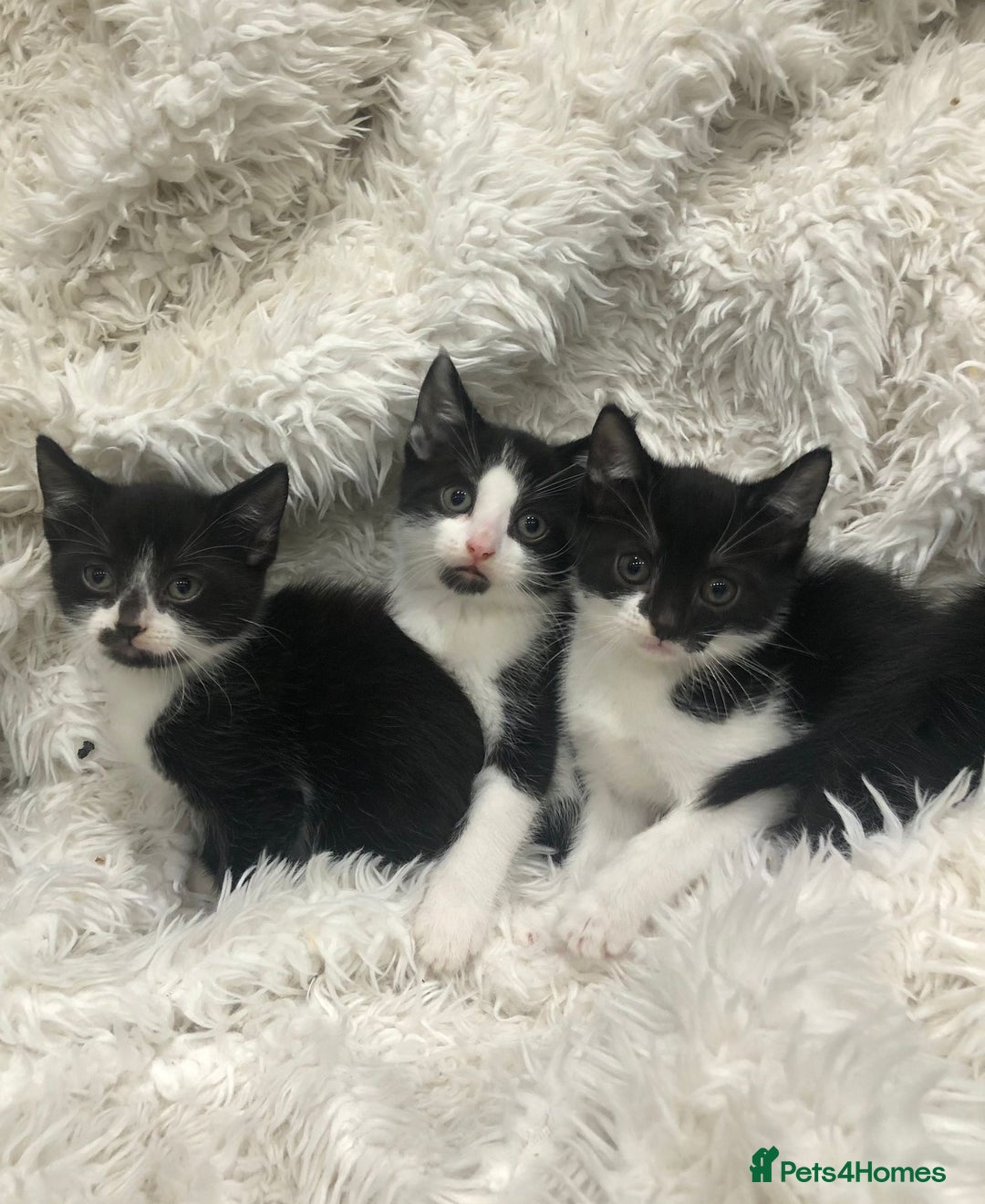 Mixed Breed cats for sale: Lovely kittens 8 weeks old  - Image 6