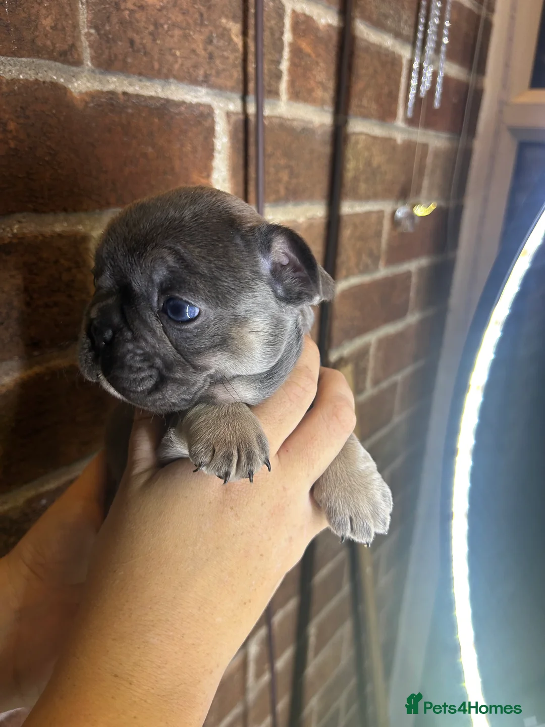 French Bulldog dogs for sale: *LAST ONE* Stunning French Bulldog Puppy - Advert 17