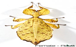 Stick Insects invertebrates for sale: Two mixed color nymphs Phyllium Leaf stick insects - Image 2