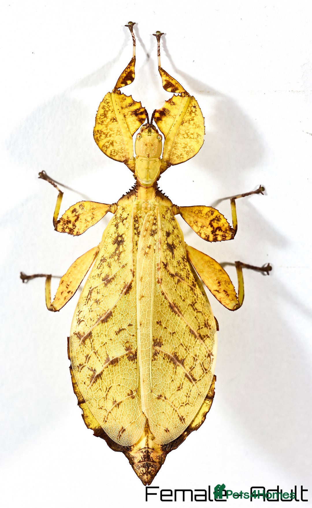 Stick Insects invertebrates for sale: Two mixed color nymphs Phyllium Leaf stick insects - Image 2