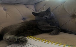 British Shorthair cats for sale: Chunky BSH male - Image 3