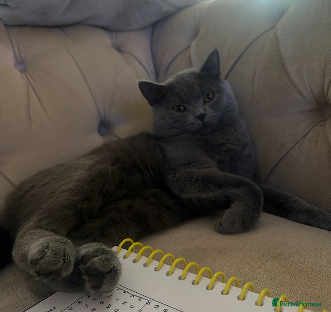 British Shorthair cats for sale: Chunky BSH male - Image 3