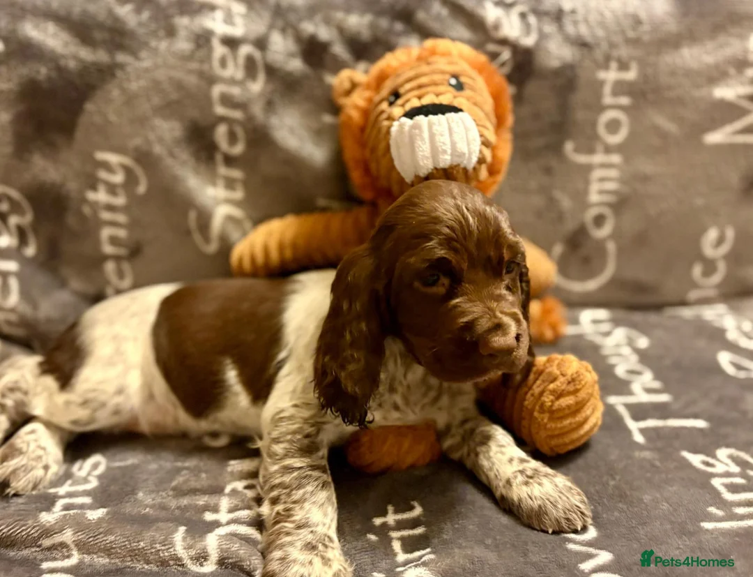 Cocker Spaniel dogs for sale: Cocker spaniels - Advert 15