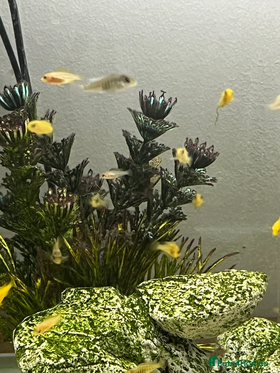 Cichlids fish for sale: Yellow lab cichlids in Teddington - Advert 4