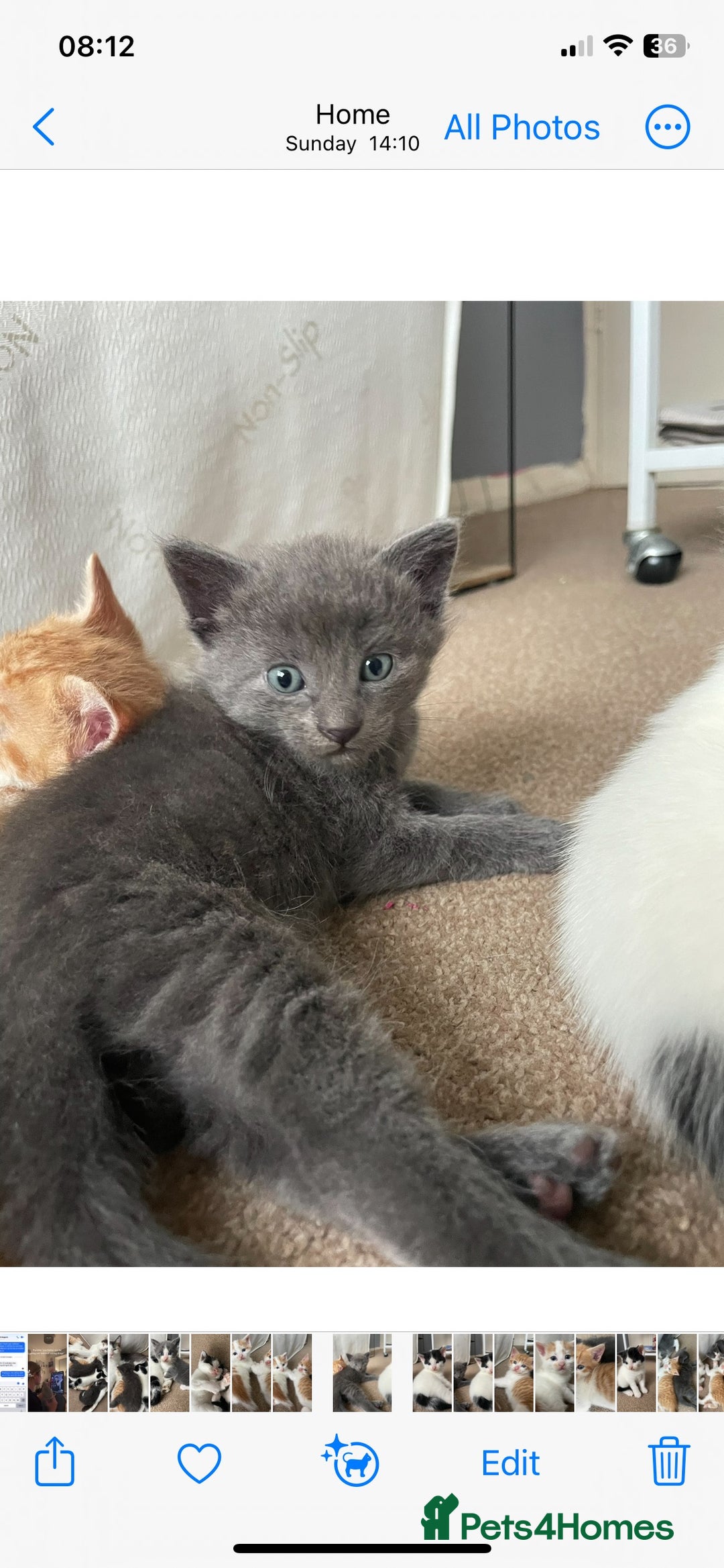Mixed Breed cats for sale: 5 Beautiful & Friendly kittens for sale  - Advert 35