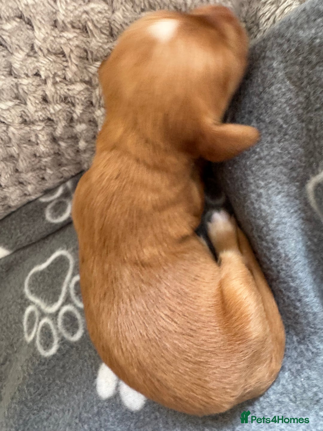 Cocker Spaniel dogs for sale: Red Cocker Spaniel Puppies - Image 12