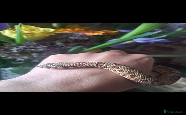 Snake reptiles - Advert 2