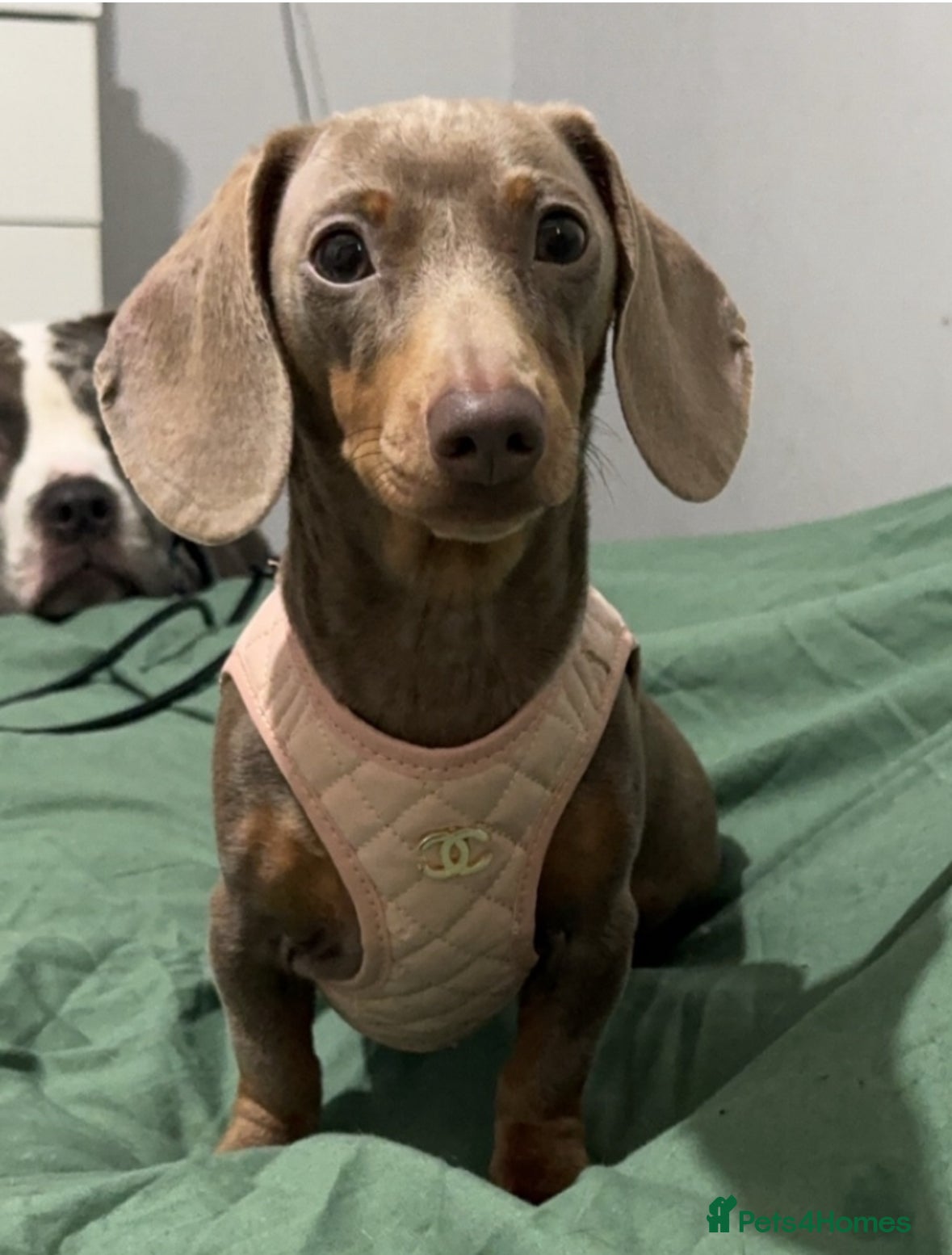 Miniature Dachshund dogs Gorgeous girl stilll looking for her forever home  - Advert 17