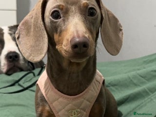 Miniature Dachshund dogs Gorgeous girl stilll looking for her forever home - Advert 3