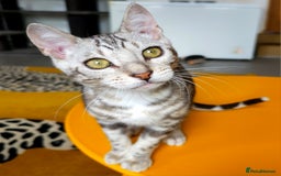 Bengal cats for sale: Exceptional Bengal kittens Available  - Image 17
