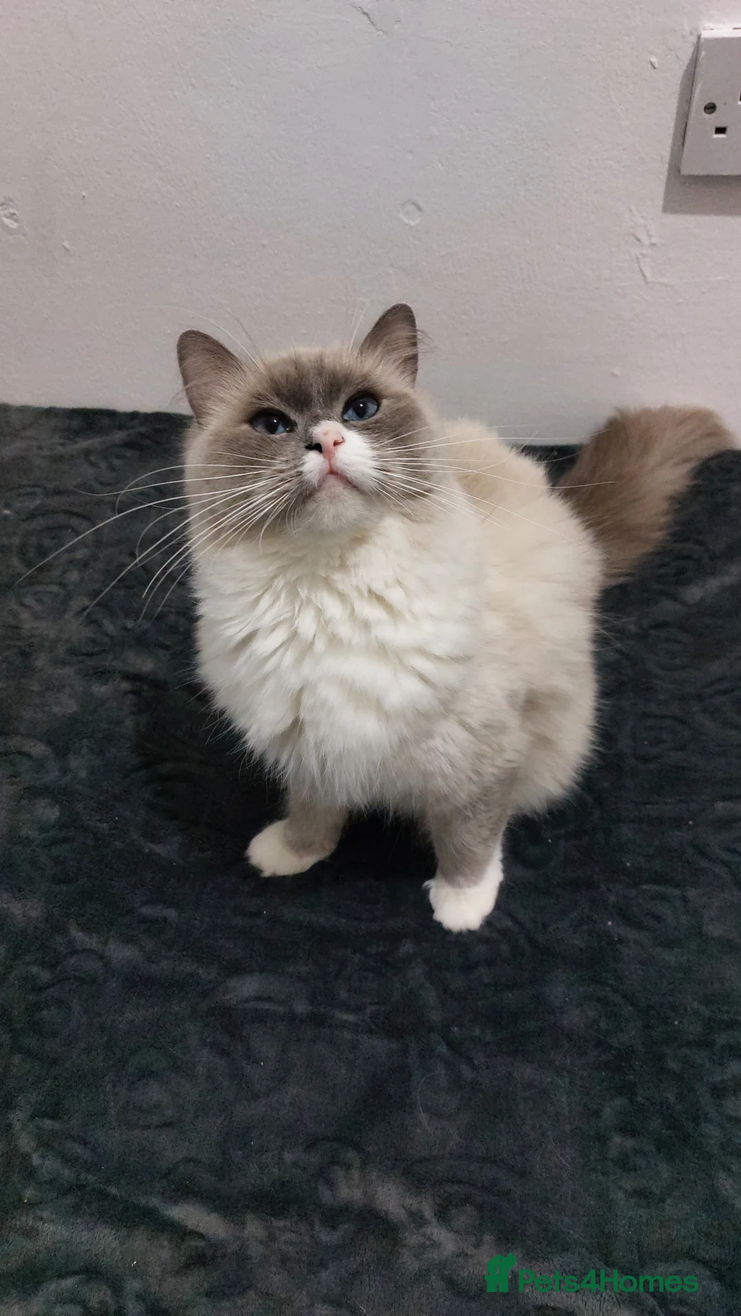 Ragdoll cats for sale: Beautiful Ragdoll Princess  - Advert 13