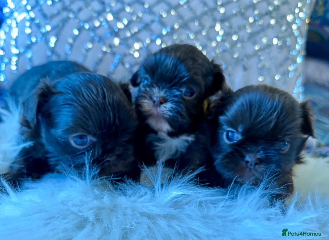 Shih Tzu dogs for sale: Imperial Shih Tzu - Advert 8