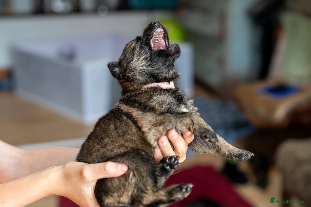 German Shepherd dogs for sale: Exceptionally bred fully heath checked GSD puppies in Bishop Auckland - Image 6