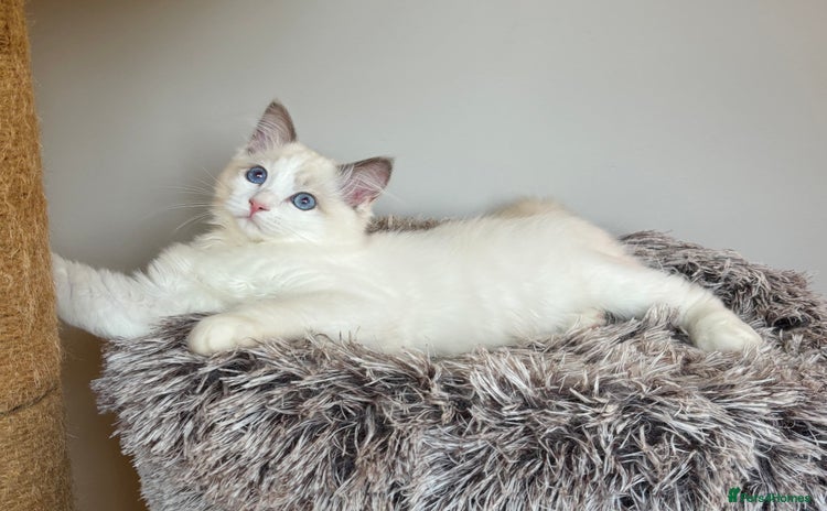 Ragdoll cats - Advert 8