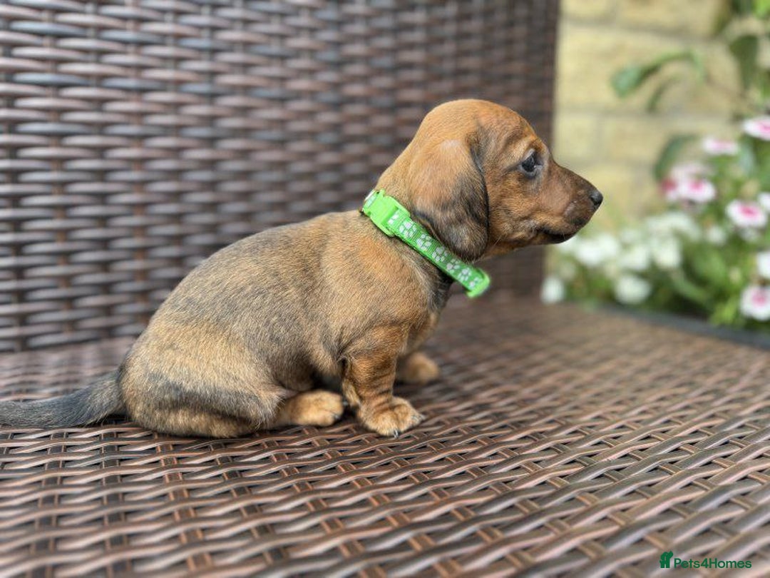Miniature Dachshund dogs for sale:  ADORABLE MINIATURE DACHSHUND PUPPIES - Image 3