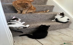 Mixed Breed cats for adoption: Gorgeous bonded pair of rescue kittens - Image 8