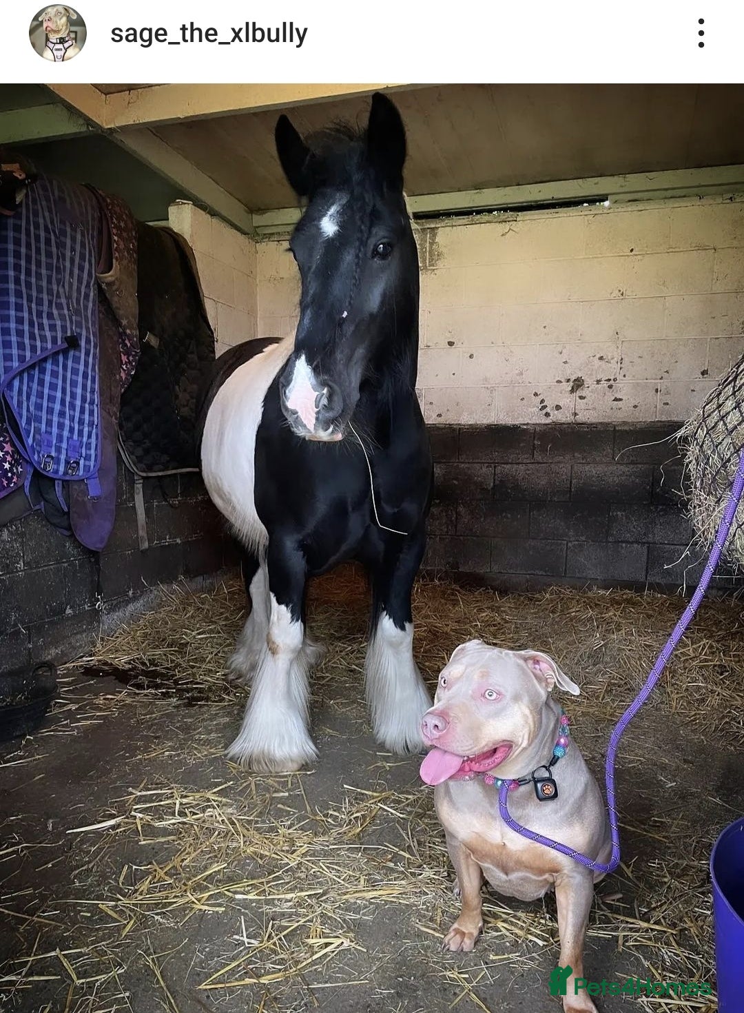 Irish Cob horses for sale: Beautiful Lexi in Gravesend - Advert 6