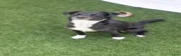 Mixed Breed dogs for adoption: Cat friendly Remy - Advert 15