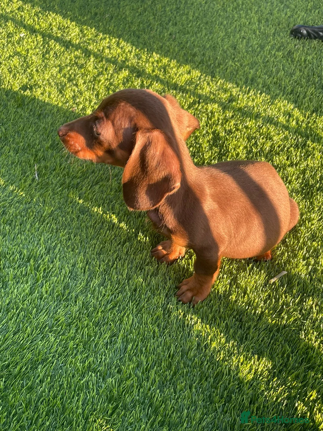 Miniature Dachshund dogs for sale: Stunning Litter of Miniature Dachshund Puppies in Coventry - Advert 2