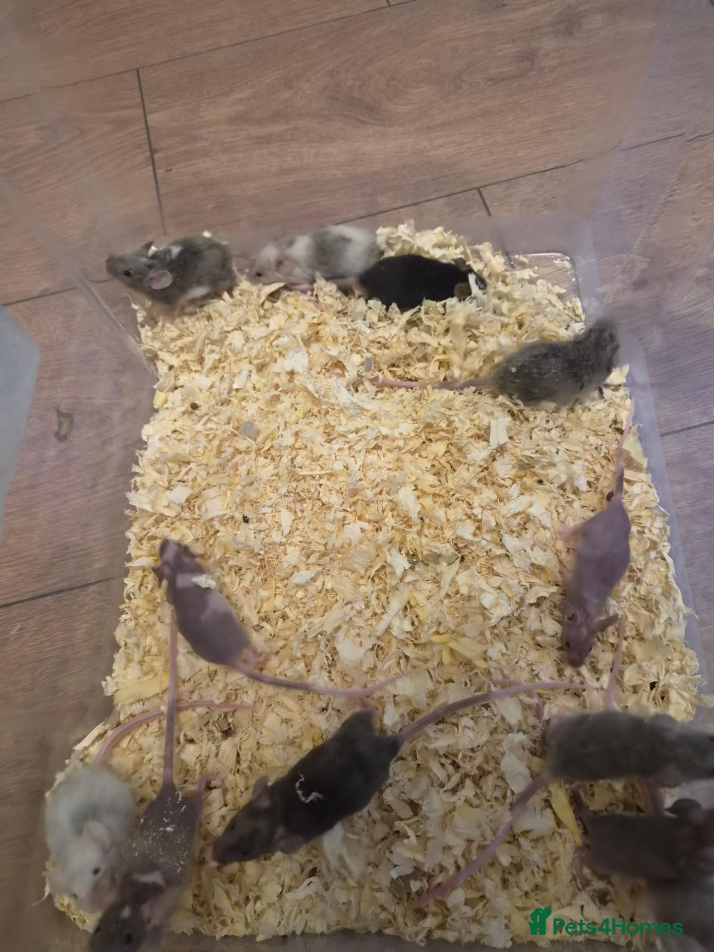 Mouse rodents Fancy pet mice for sale £8 each  - Advert 17