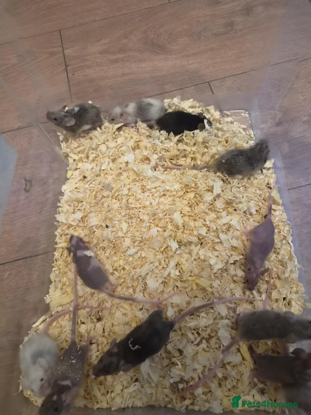 Mouse rodents for sale: Fancy pet mice for sale £8 each  in Manchester - Advert 1