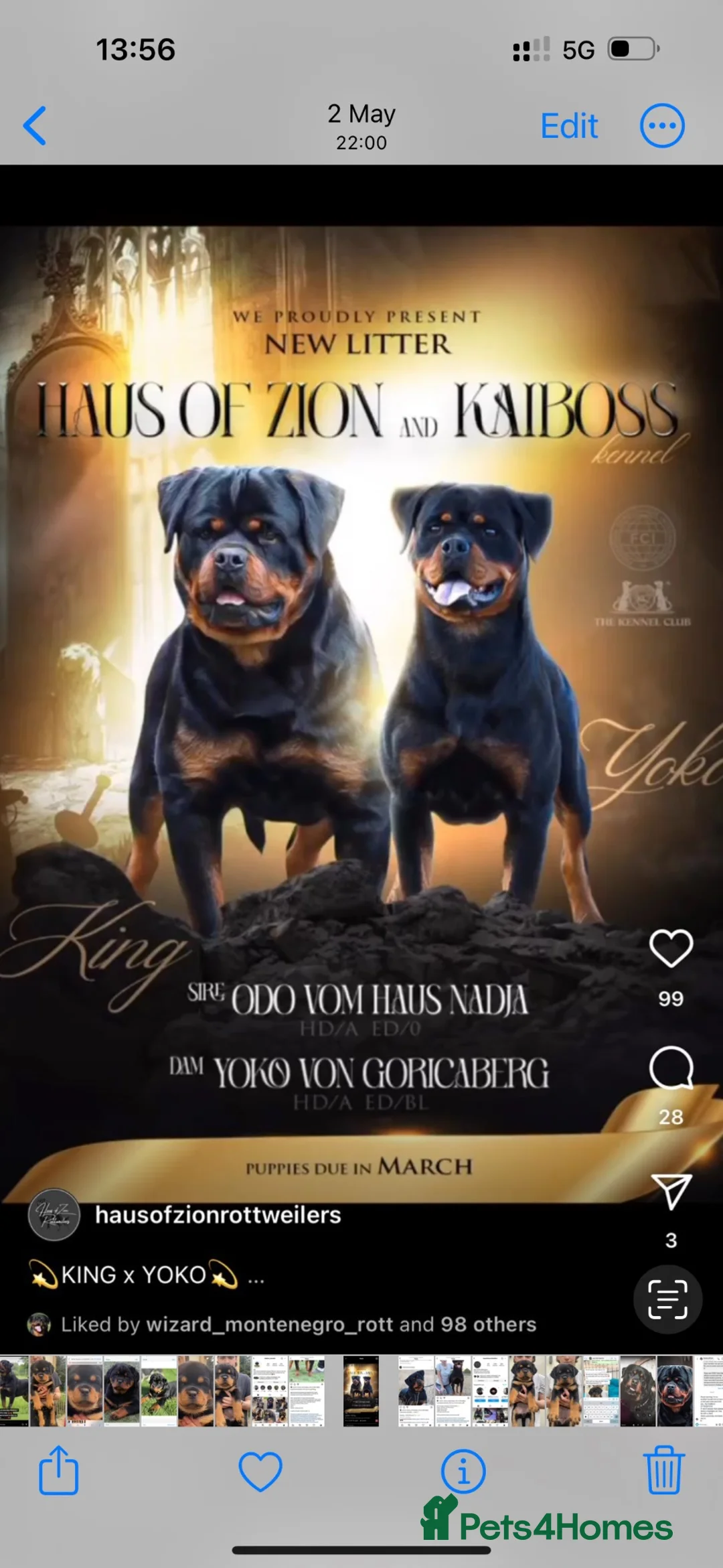 Rottweiler dogs for sale: Female 3 year old Rottie - Advert 7