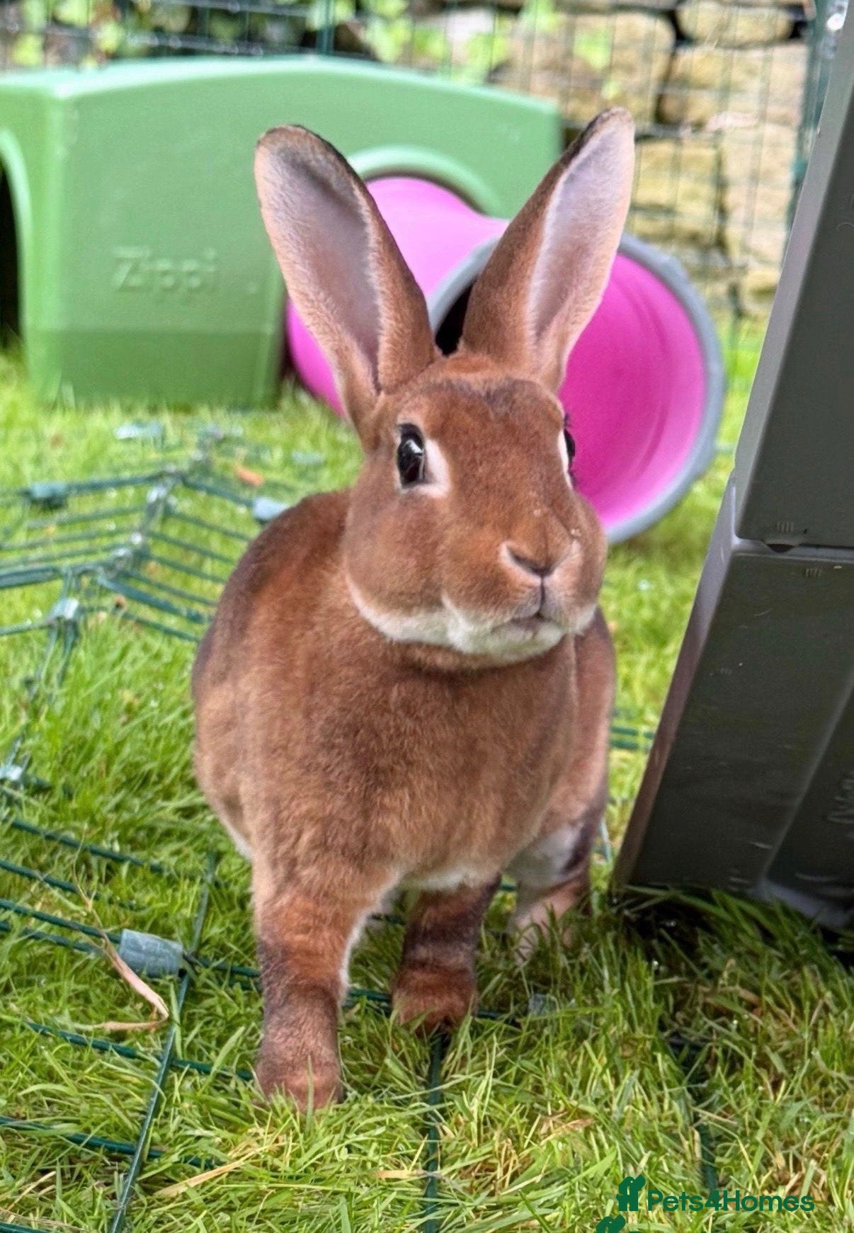 Rex rabbits Gorgeous neutered & vaccinated mini Rex  - Advert 5