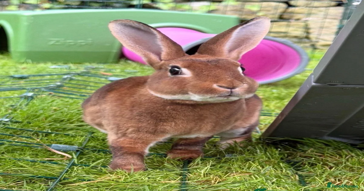 Rex Rabbits for Sale for sale in England | Pets4Homes
