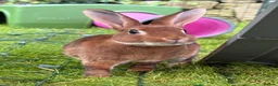 Rex rabbits for sale: Gorgeous neutered & vaccinated mini Rex  - Advert 1
