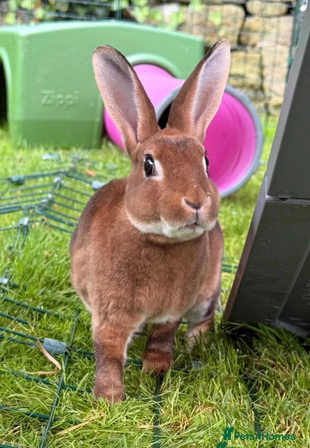 Rex rabbits for sale: Gorgeous neutered & vaccinated mini Rex  - Advert 1