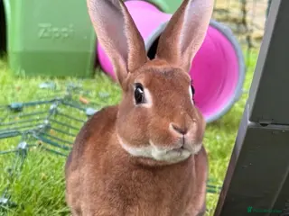 Rex rabbits Gorgeous neutered & vaccinated mini Rex - Advert 5