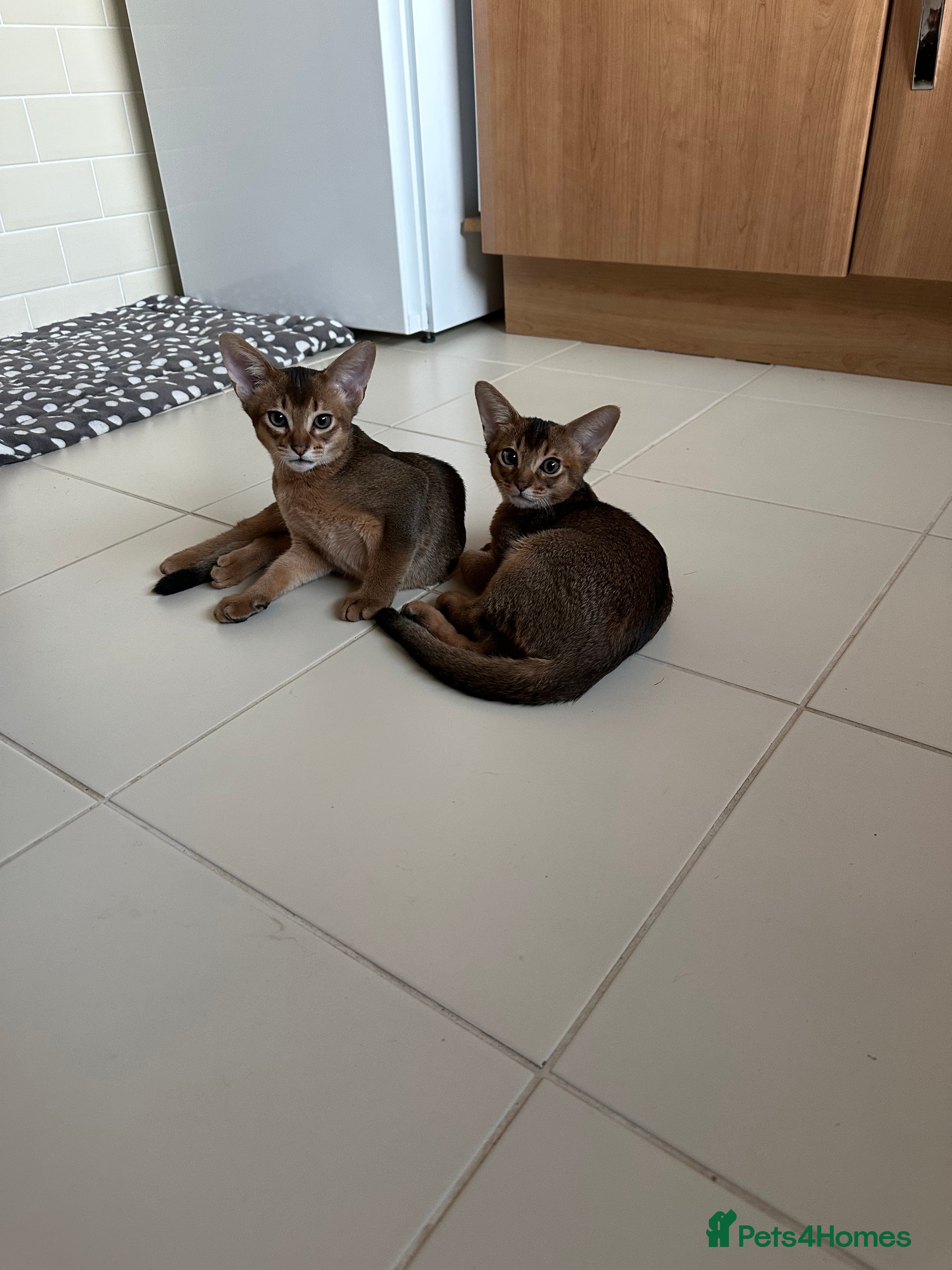 Abyssinian cats Pedigree Abyssinian kittens  - Advert 5