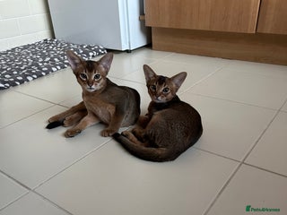 Abyssinian cats Pedigree Abyssinian kittens - Advert 4