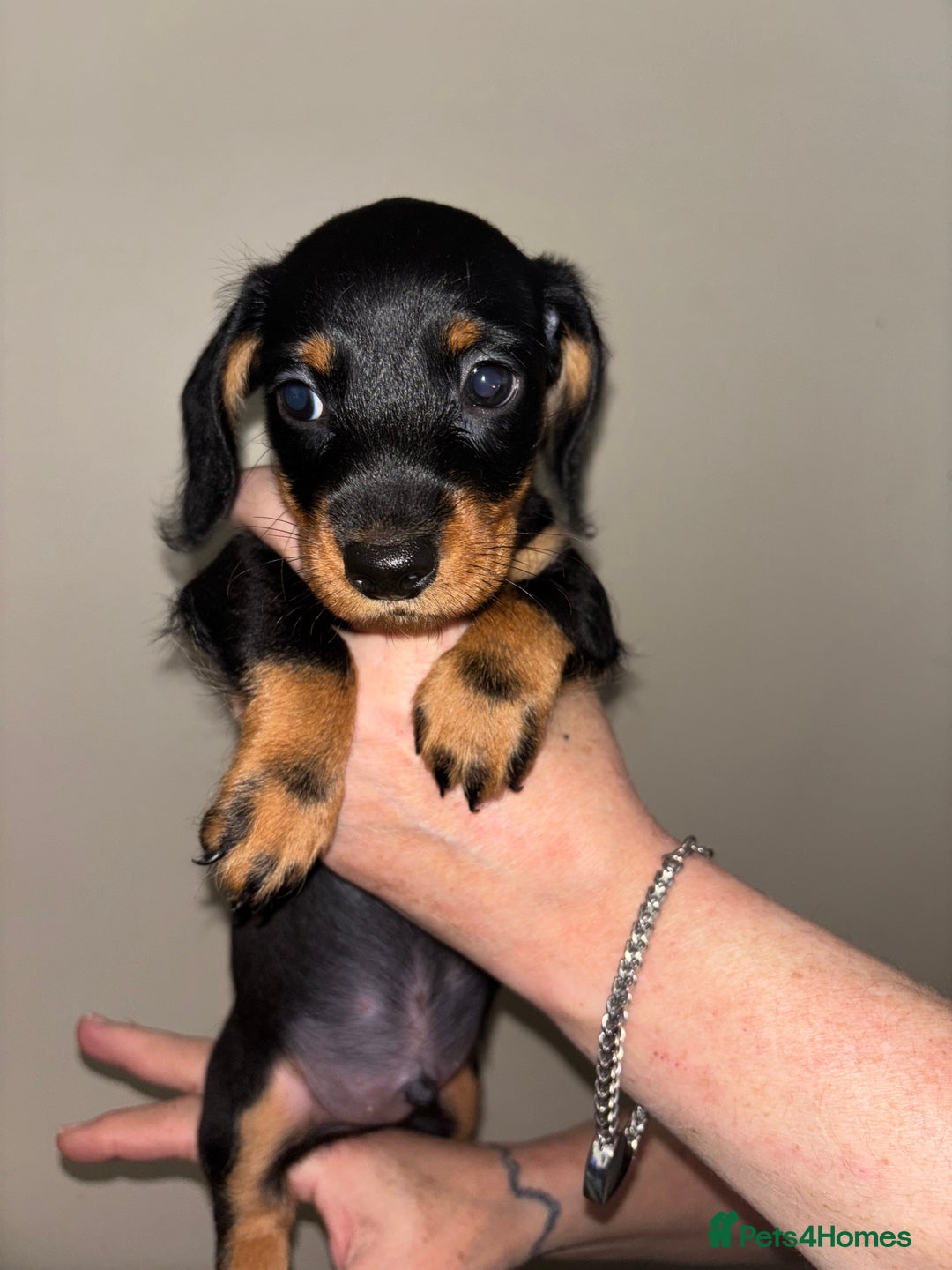 Mixed Breed dogs for sale: Doxiepoo puppies (3/4 minature dachshund) - Image 8