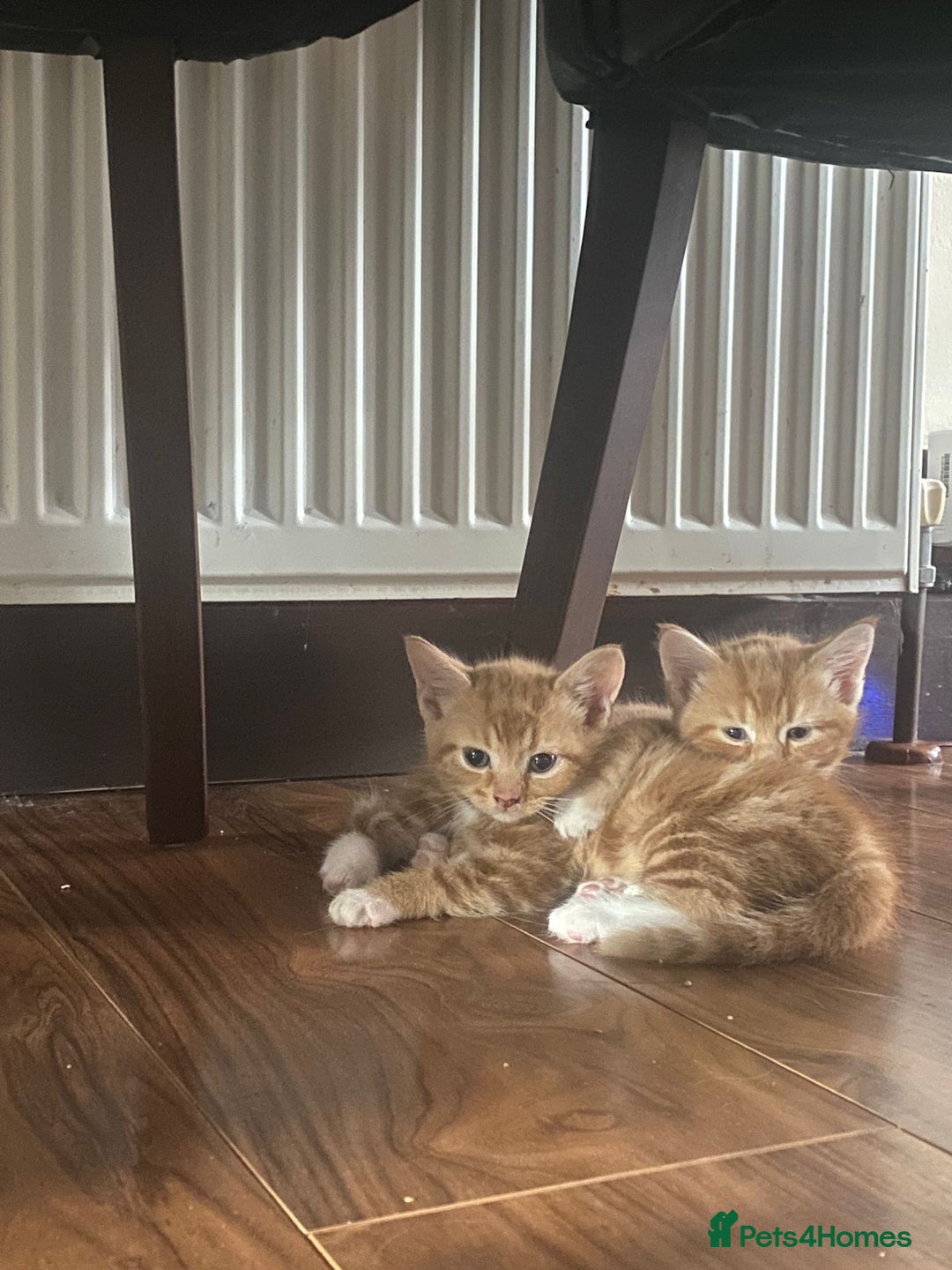 Mixed Breed cats for sale: Stunningly Gorgeous ginger kittens - Image 10