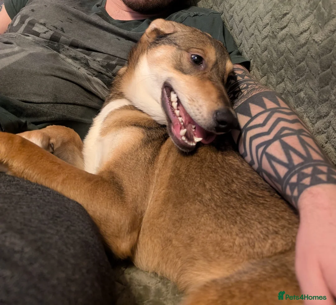 Mixed Breed dogs for adoption: URGENT:❤️DIANA❤️Social Loving 8 month old girl - Advert 11