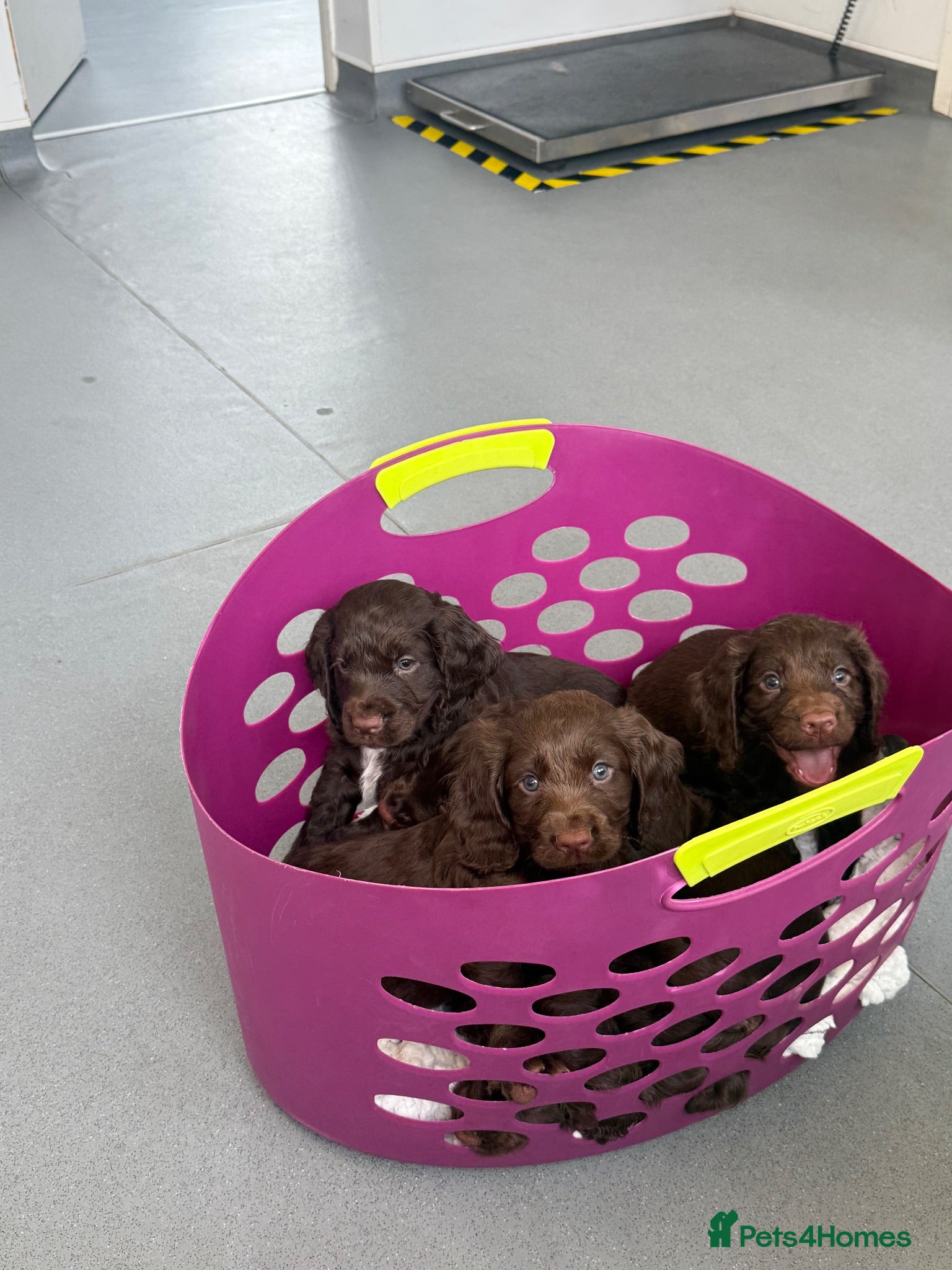 Cocker Spaniel dogs KC WORKING COCKER SPANIELS FTCH BLOODLINES  - Advert 2