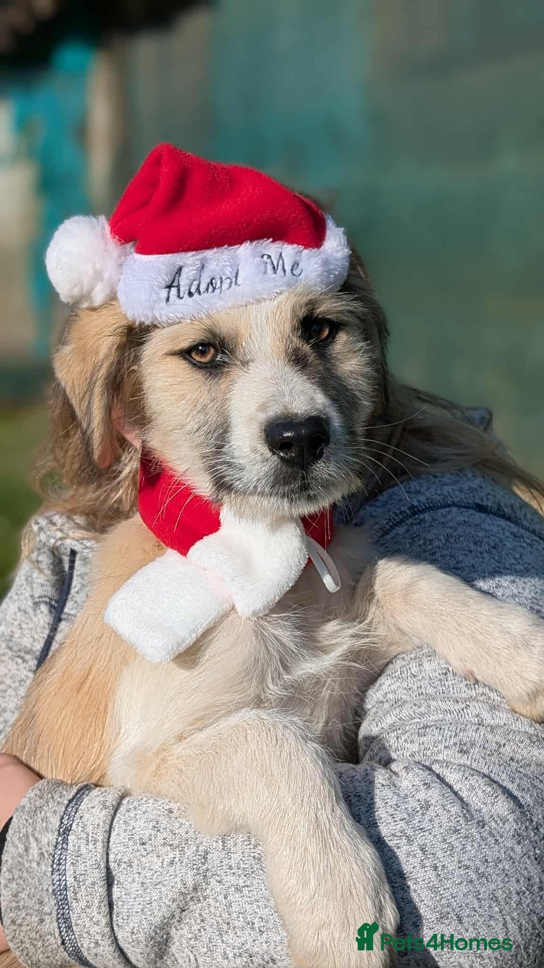 Mixed Breed dogs for adoption: Boo for adoption - Advert 6