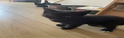 Mixed Breed cats for sale: Kittens - Advert 4