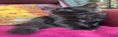 Mixed Breed 1